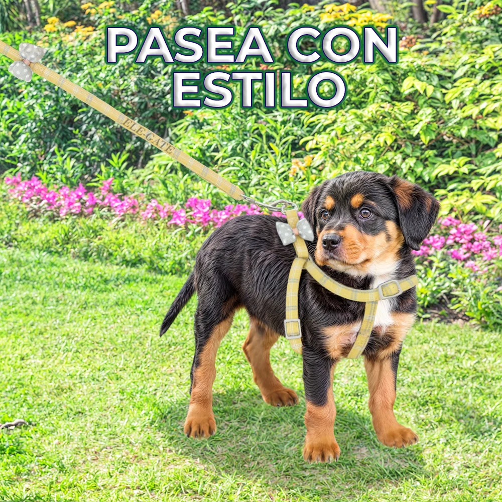 Imagen 5